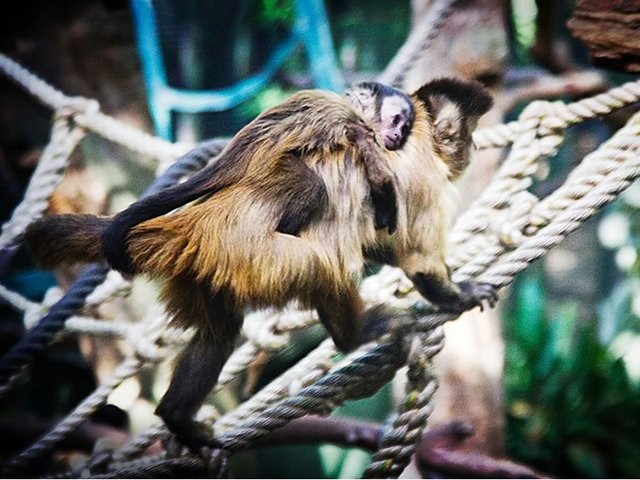 Monkey Business, Melbourne Zoo