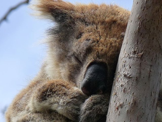 Kennett River Koala