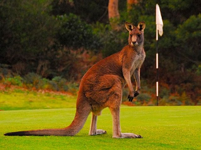 The biggest hazard on the Anglesea Golf Course