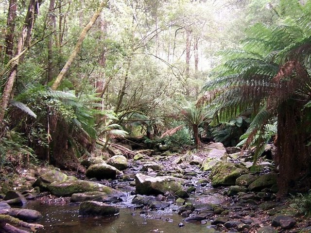 Erskine River in the Otways