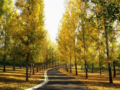 Autumn at the TarraWarra Estate