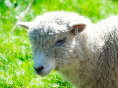 Yarra Valley Lamby. Cute AND Delicious!