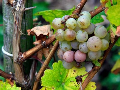 Young Yarra Valley Cabernet Sauvignon Grapes
