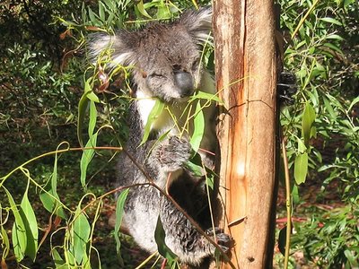 Koala at Healesville Sanctuary