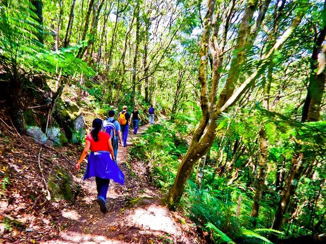 Bushwalking Near Sealers Cove