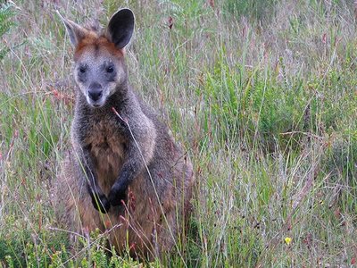 One of the Thousands of Roos in Wilsons Prom