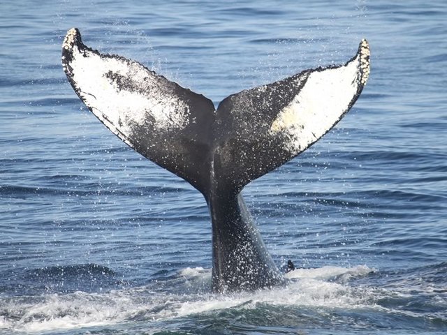Humpback Fluke