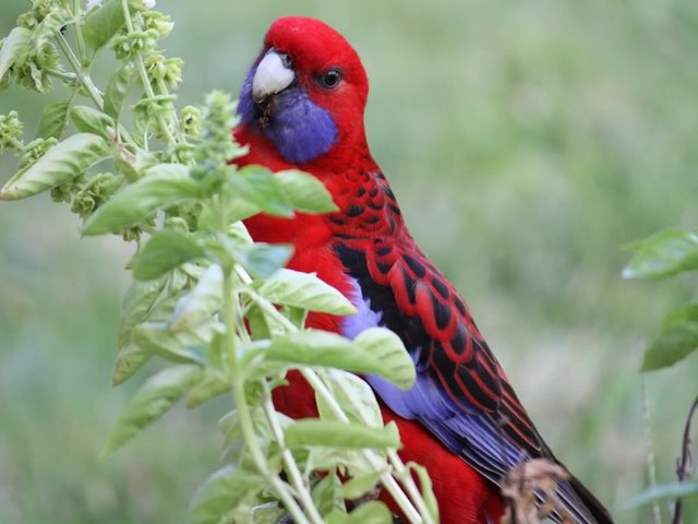 Crimson Rosellas