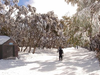 Path Through the Snow Gums