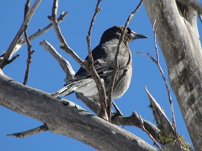 Grey Currawong in a Snow Gum