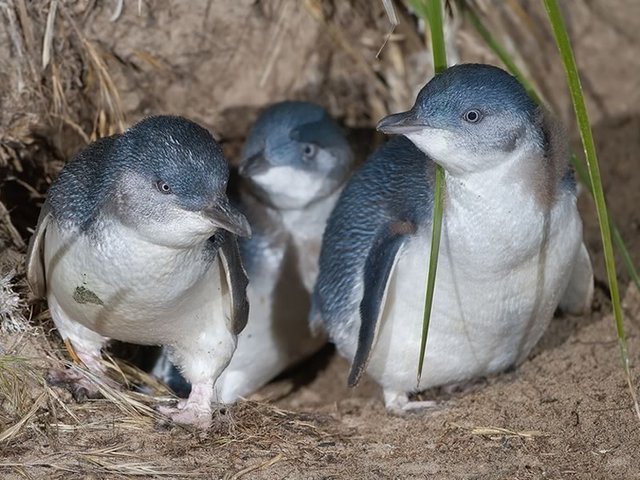 Little Penguins