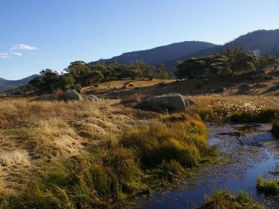 Bogong Plains in Summer