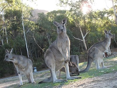 Kangaroos in Halls Gap Park