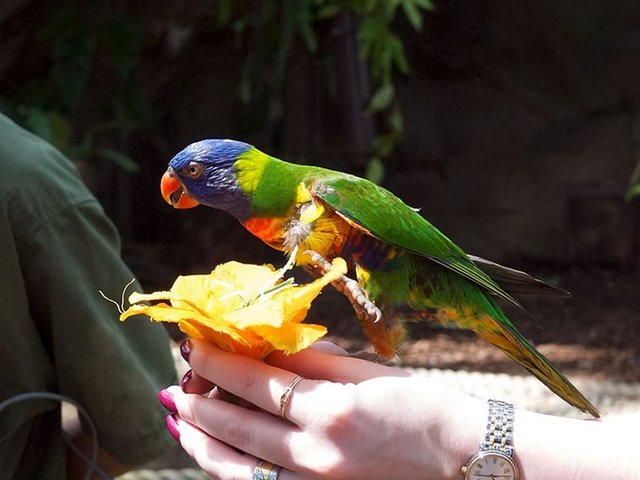 Rosella at the Cairns Wildlife Dome
