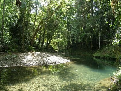 Daintree Rainforest