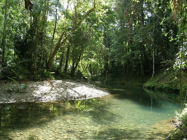 Daintree Rainforest