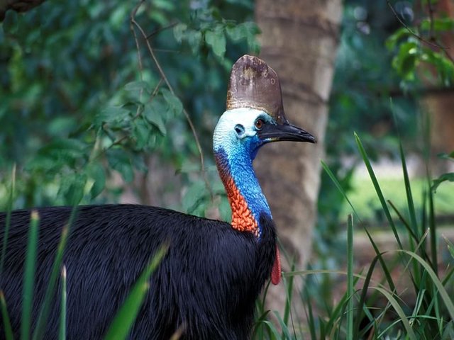 Giant Cassowary Bird