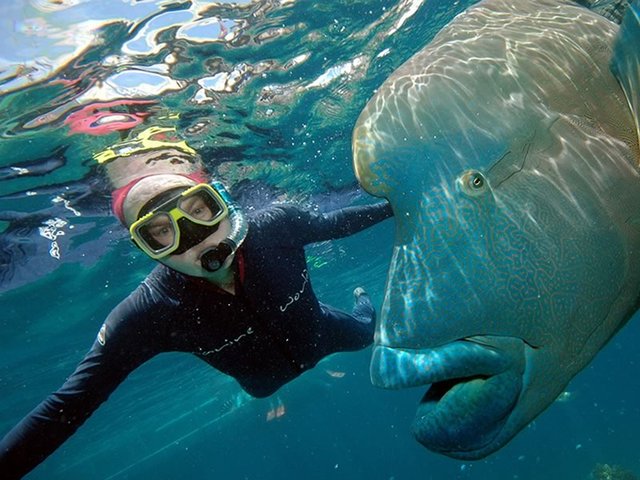 Diving With Humphead Wrasse