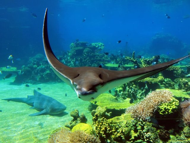Sting Ray, SeaWorld