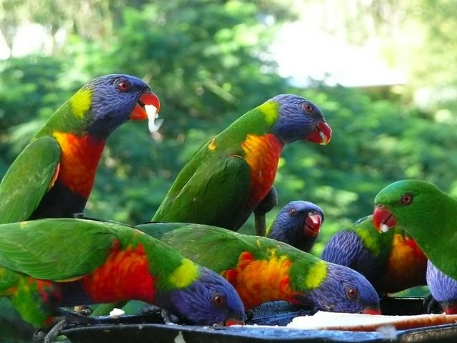 Rainbow Lorikeets