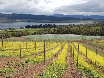 Pinot Noir Plantings, Stefano Lubiana Wines