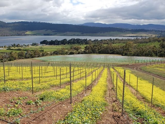 Pinot Noir Plantings, Stefano Lubiana Wines