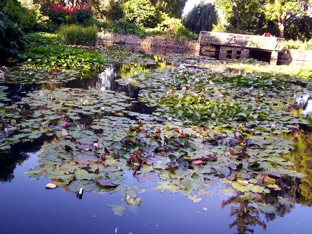 Lily Pond, Royal Tasmanian Botanical Gardens