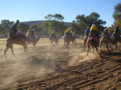 Camel Cup