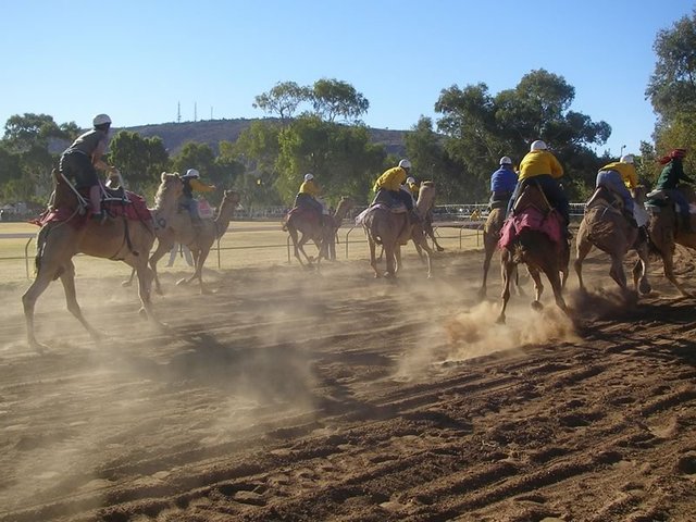 Camel Cup