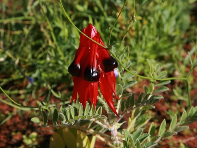 Sturts Desert Pea, Desert Park