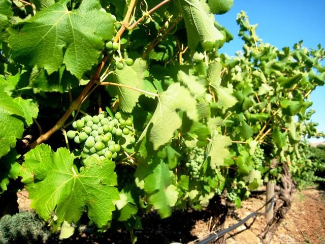Barossa Valley Grapes