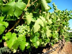 Barossa Valley