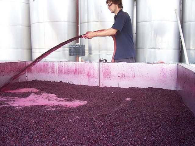 Wine Production