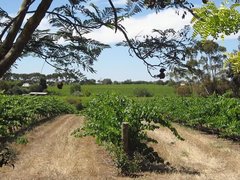 McLaren Vale
