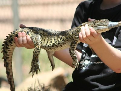 Crocodylus Park Darwin