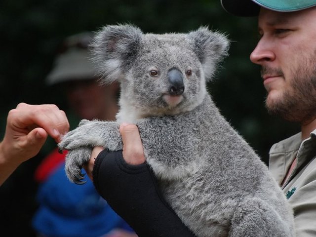 Koala Handling, Alma Park Zoo