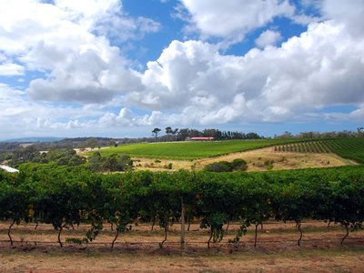 Margaret River Under Vine