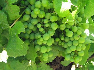 Maturing Gapes at Sandalford Winery