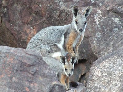 Yellow Footed Rock Wallabies, Central Flinders Ranges