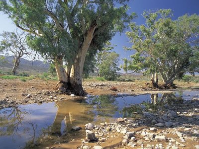 Water Spring, Flinders Ranges