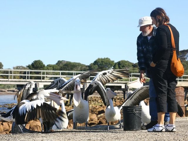 Feeding the Pelicans, Emu Bay