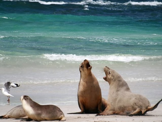 Seal Bay Conservation Park