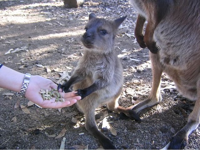 Parndana Wildlife Park