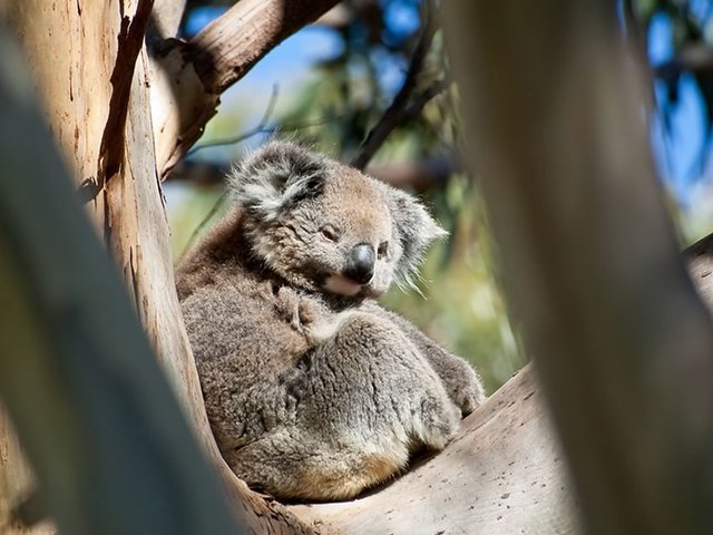 Koala, Kangaroo Island