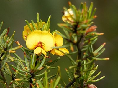 Mallee Bushpea, Latham Conservation ParK