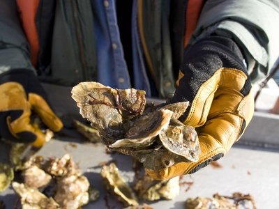 Shucking Coffin Bay Oysters