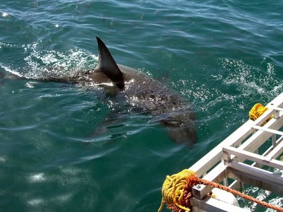 There's Something in the Water at Port Lincoln!