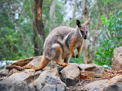 Yellow Footed Rock Wallaby