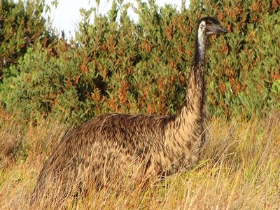 Camouflaged Emu, Coorong National Park