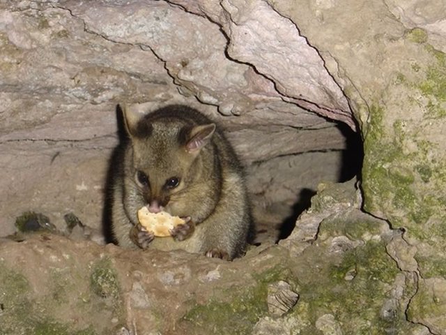 Possum at Umpherston Sinkhole, Mt Gambier